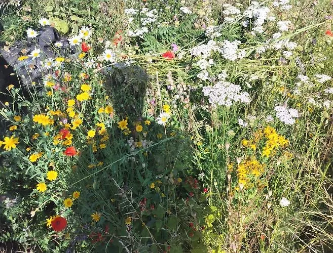 Homestay Gee Is Sharing