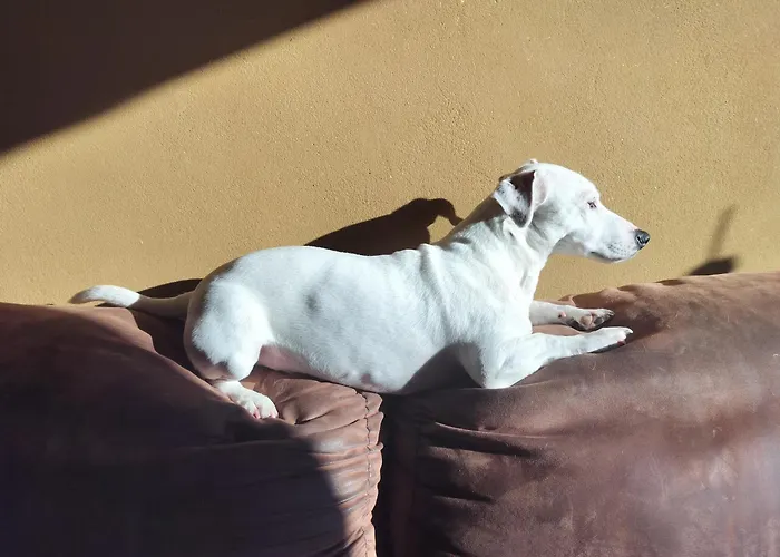 Gee Is Sharing Liege