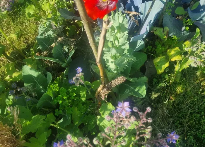 Gee Is Sharing Homestay Liege