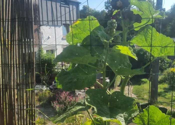 Gee Is Sharing * Liege